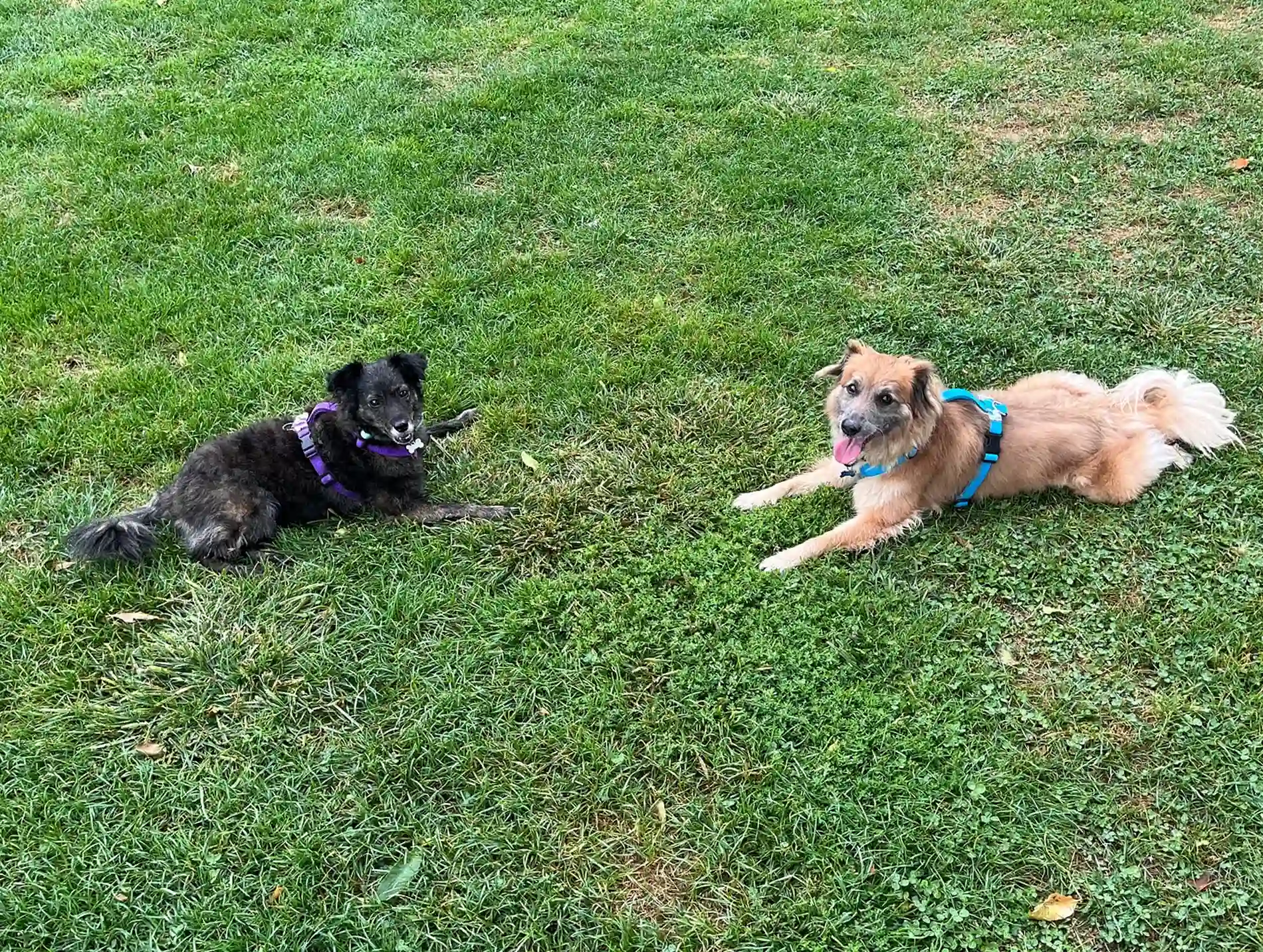 Dos perros recostados en un parque