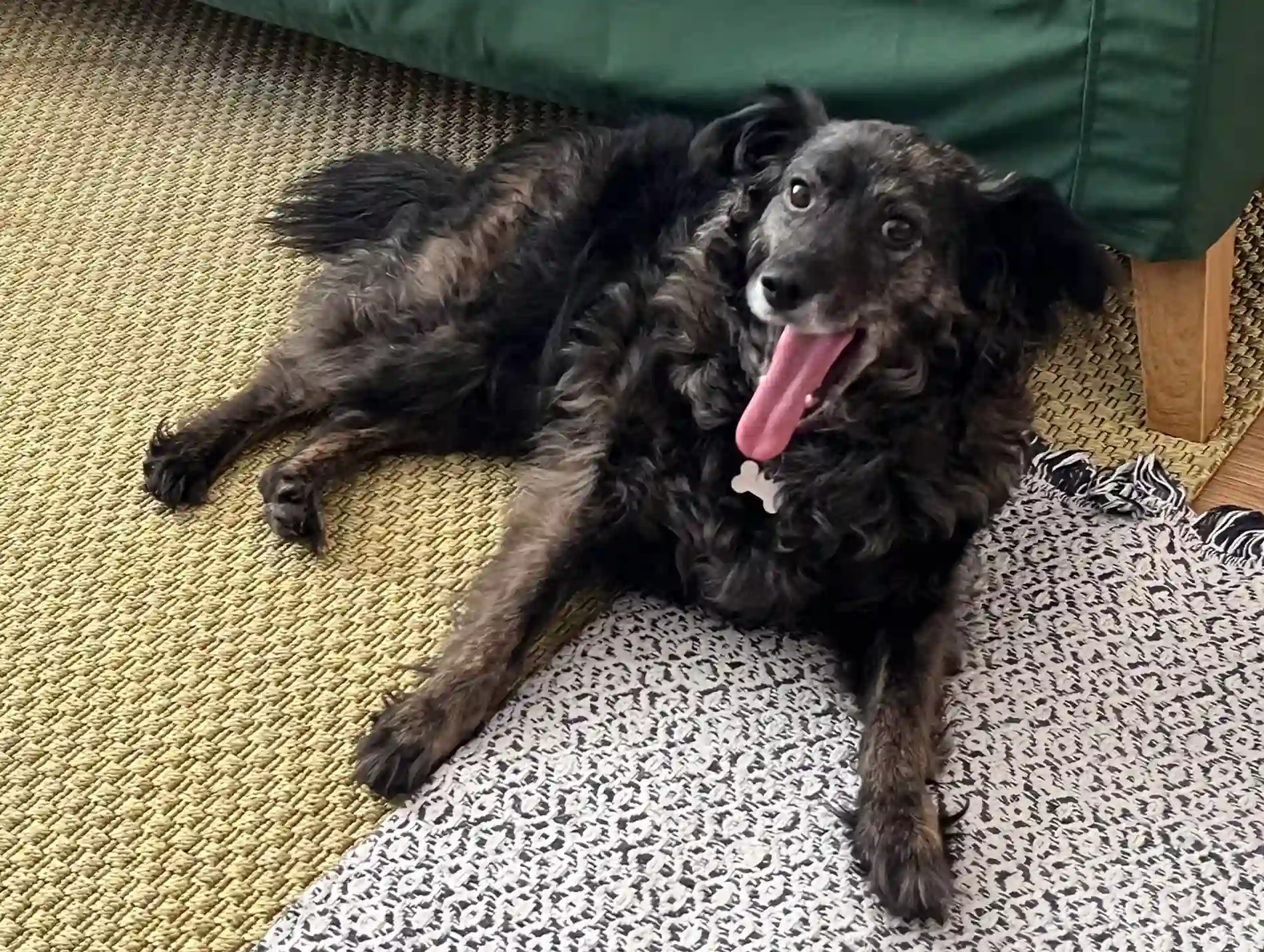 Un perro recostado en una alfombra de color maíz y sacando la lengua