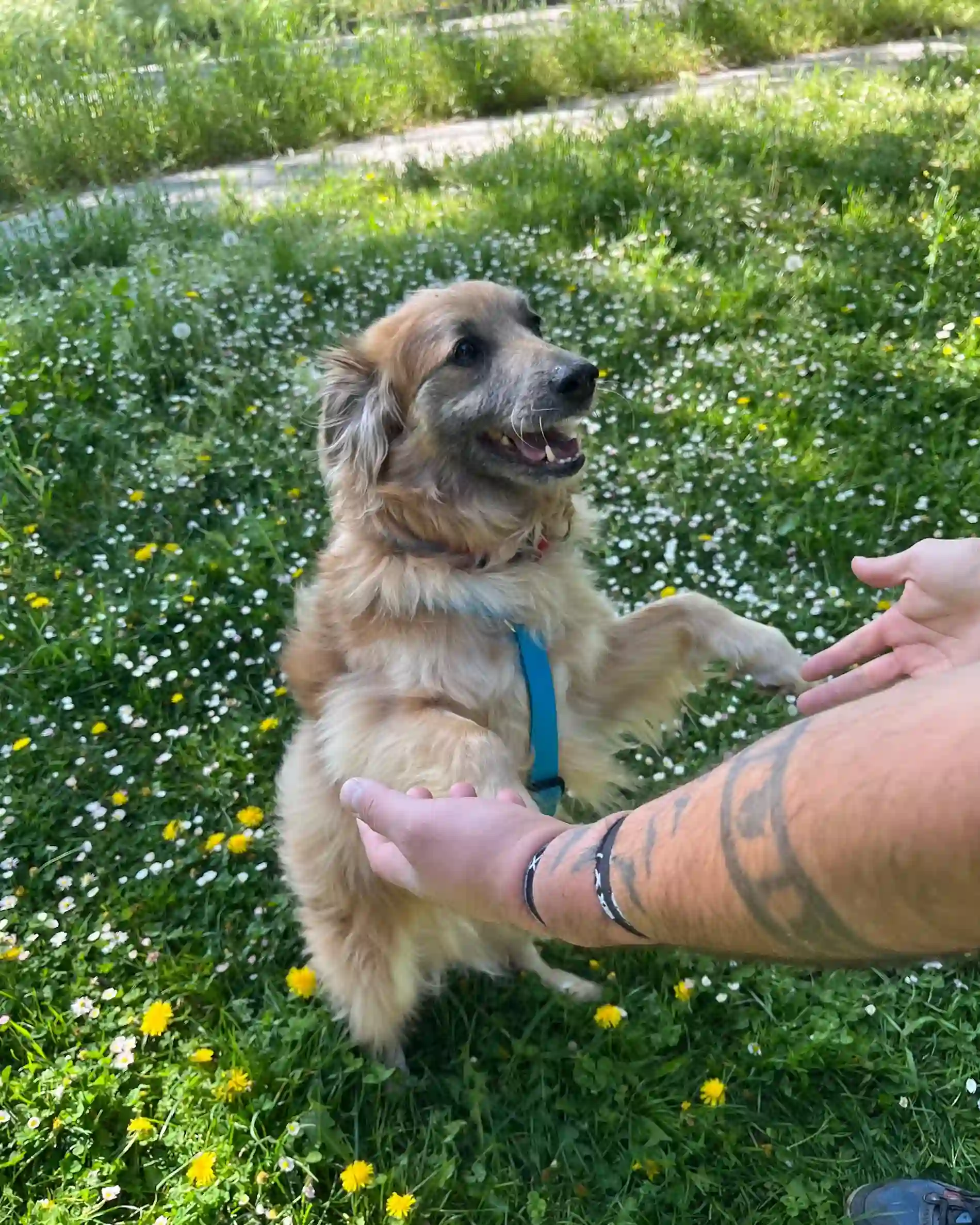 Perro en dos patas, sostenido por las manos de un humano, sonriendo, en un parque