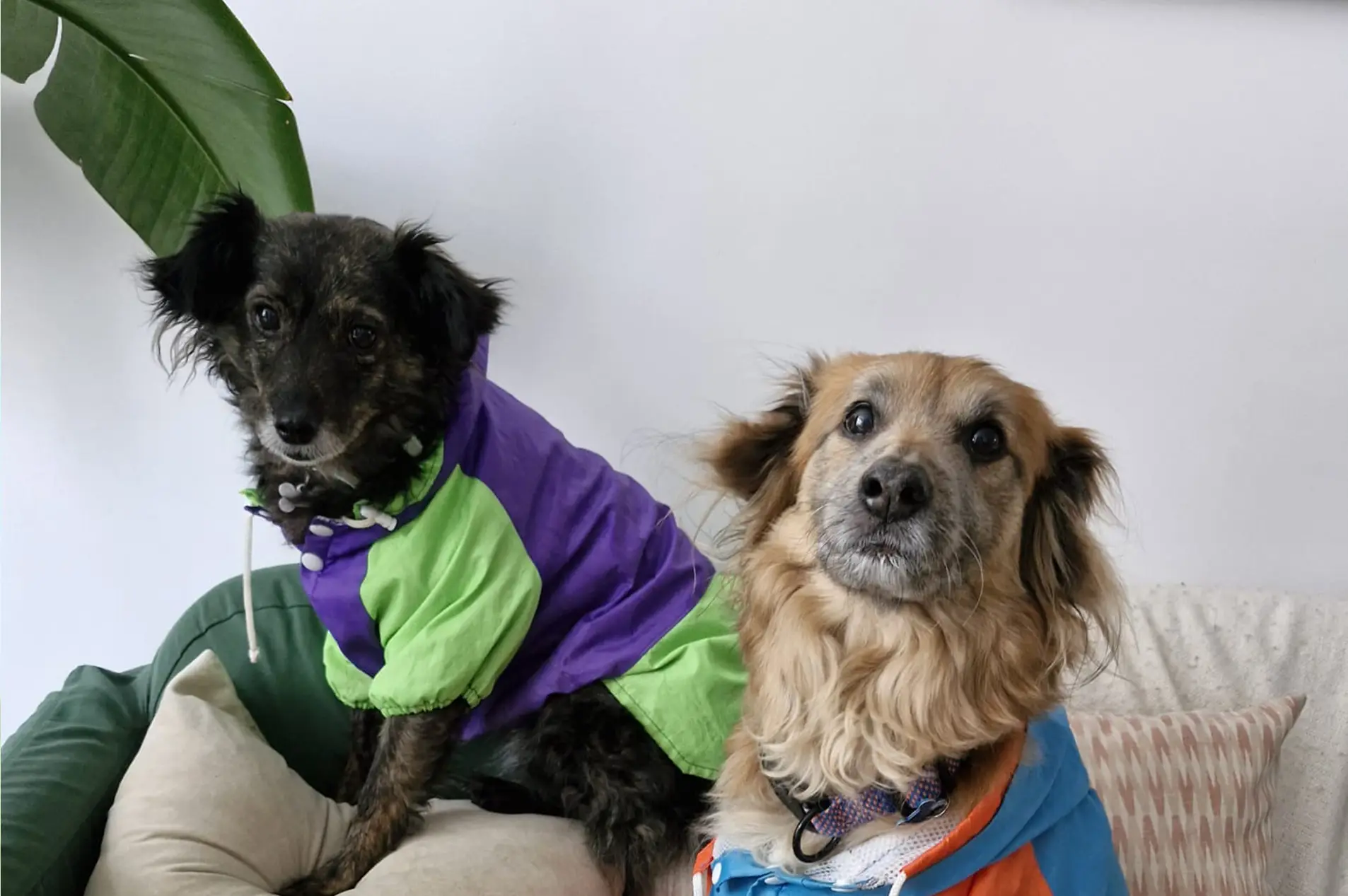 Miniatura de Siete enseñanzas de vida (y coaching) que me dieron mis perritos