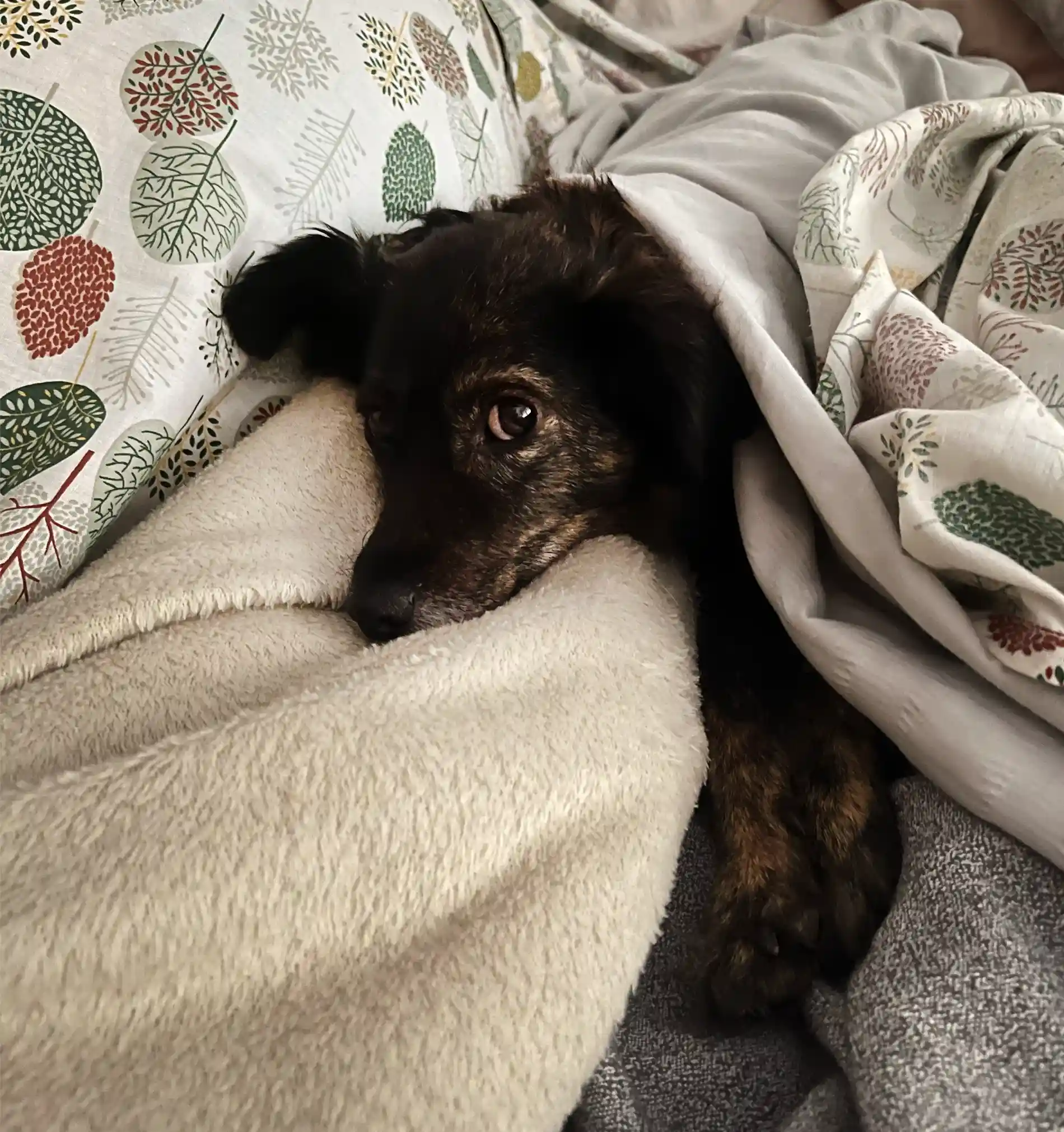 Foto de una perra pequeña acostada en la cama